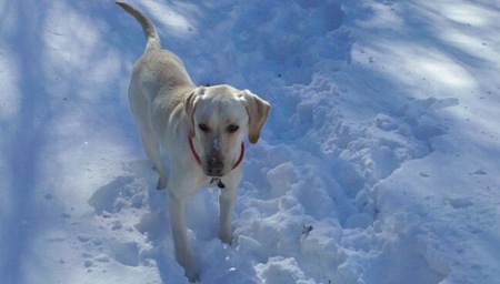 Lucky Lab Lexington 🍀 