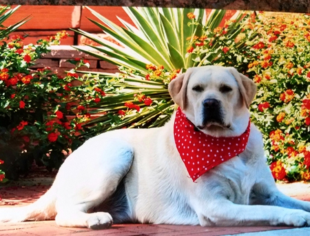  Bailey