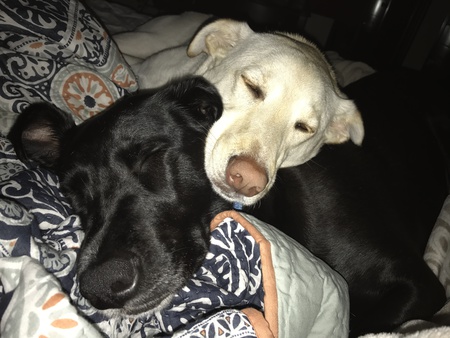 Oreo & Cookie