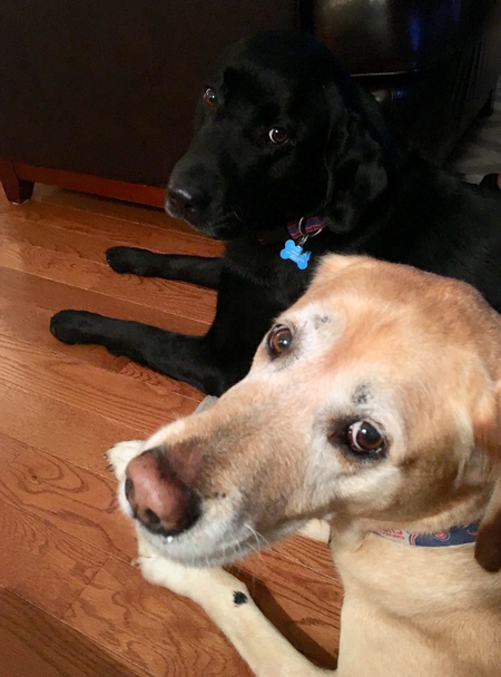 Dexter and Buckley