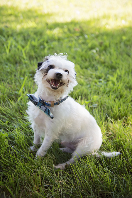 Mr. Peabody