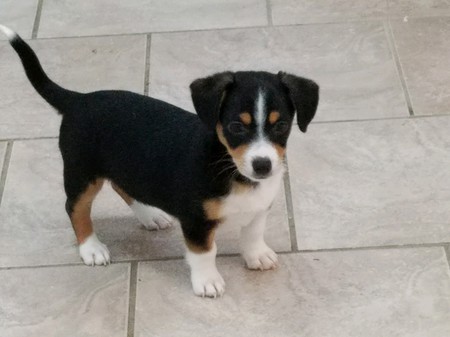Dexter