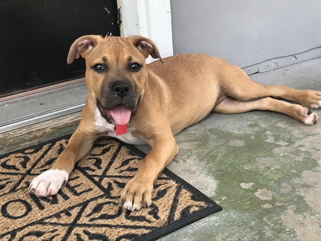 Stella 