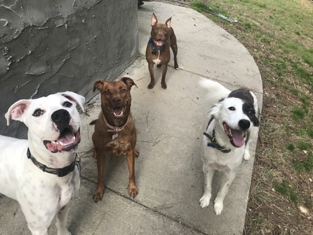 Bane, Lily, Thor & Marshall