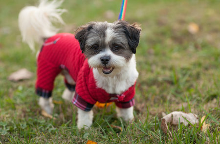 Mr. Shih Tzu Man