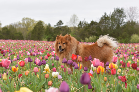 Izzy the Chow