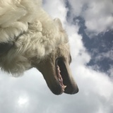 Entry image for Gandalf/Beastie