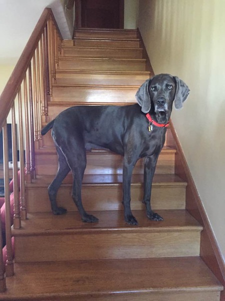 Entry image for Lucky. Clicking this image will show a larger photo