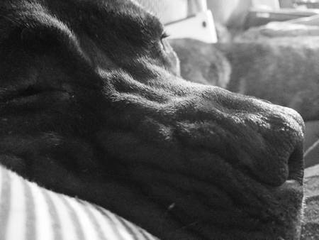 Entry image for Atticus. Clicking this image will show a larger photo