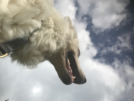 Entry image for Gandalf/Beastie. Clicking this image will show a larger photo