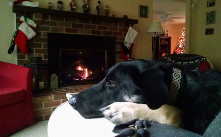 Entry image for Finn. Clicking this image will show a larger photo