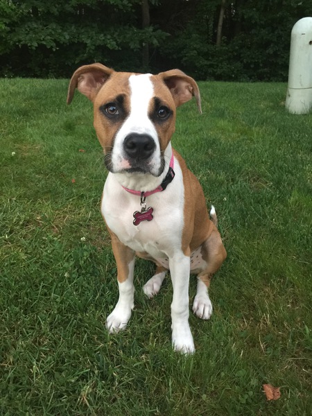 Entry image for Zoey. Clicking this image will show a larger photo