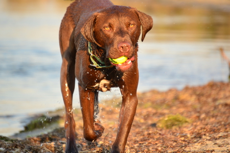 Entry image for Willie. Clicking this image will show a larger photo