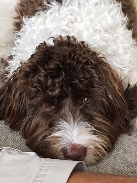 Cooper