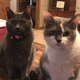 Entry image for Chance and Cole