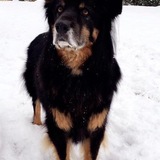 Entry image for Bear