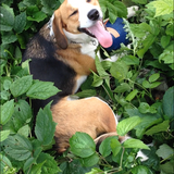 Entry image for Iris