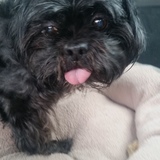Entry image for Marley
