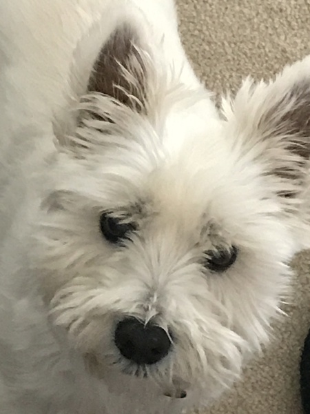 Entry image for Harley. Clicking this image will show a larger photo