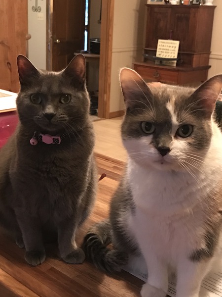 Entry image for Chance and Cole. Clicking this image will show a larger photo