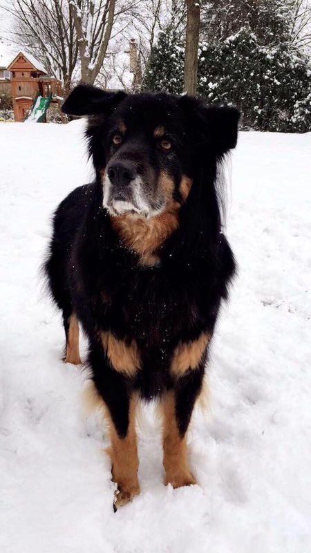 Entry image for Bear. Clicking this image will show a larger photo