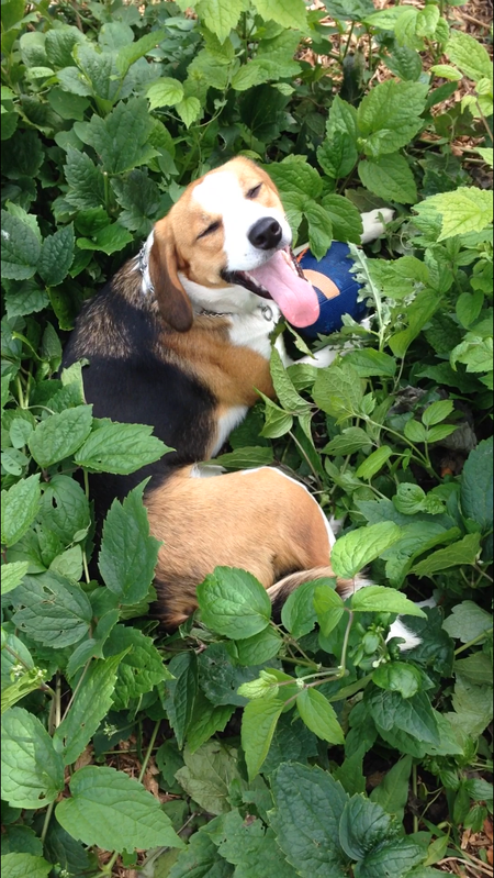 Entry image for Iris. Clicking this image will show a larger photo