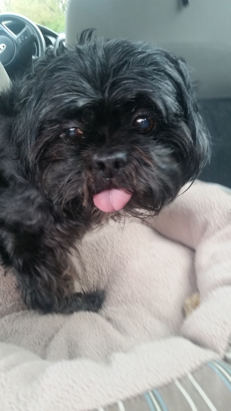 Entry image for Marley. Clicking this image will show a larger photo