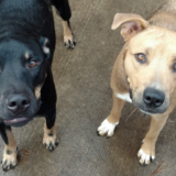Entry image for Thor & Sadie