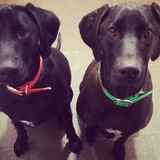 Entry image for Drake & Buddy