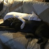 Entry image for Nyla and Ovie