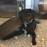 Entry image for Murphy