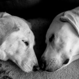 Entry image for Harley and Riley 