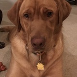 Entry image for Trooper