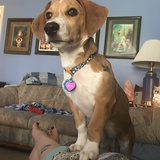 Entry image for Pepper