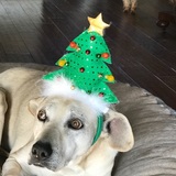 Entry image for Rocco