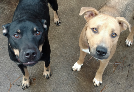 Entry image for Thor & Sadie. Clicking this image will show a larger photo