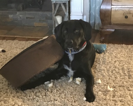Entry image for Murphy. Clicking this image will show a larger photo