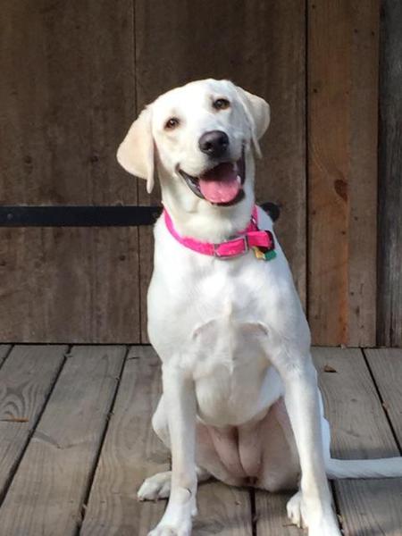 Entry image for Bella. Clicking this image will show a larger photo