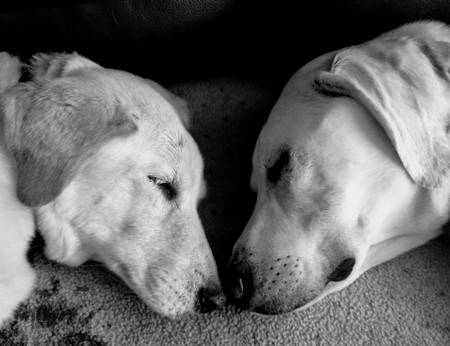 Entry image for Harley and Riley . Clicking this image will show a larger photo