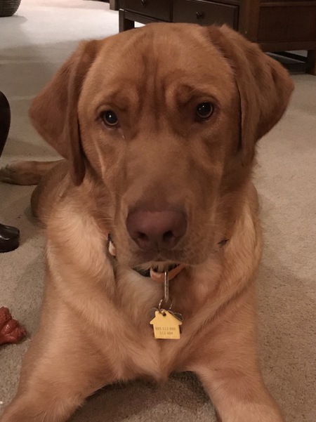 Entry image for Trooper. Clicking this image will show a larger photo