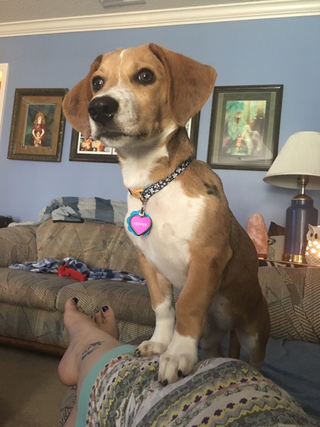 Entry image for Pepper. Clicking this image will show a larger photo