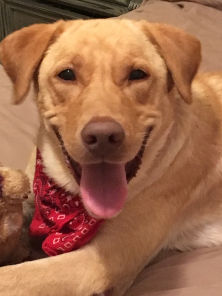Entry image for Remington. Clicking this image will show a larger photo
