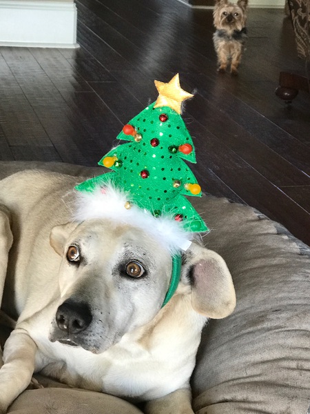 Entry image for Rocco. Clicking this image will show a larger photo