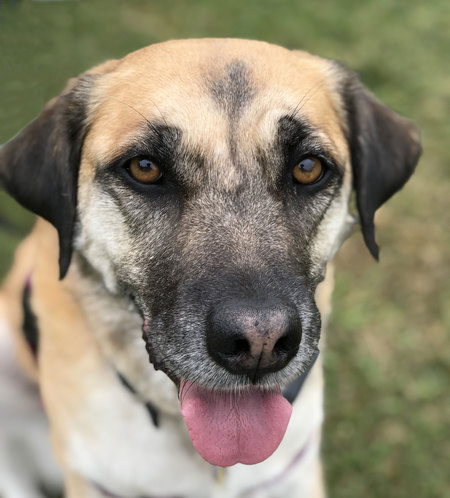 Entry image for Sadie. Clicking this image will show a larger photo