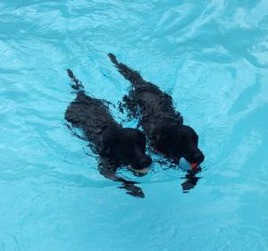 Vote for Stella & Blaze | 2017 "Strutt Your Mutt" Photo Contest