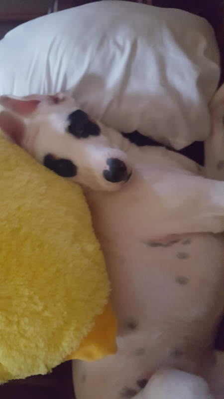 Dottie