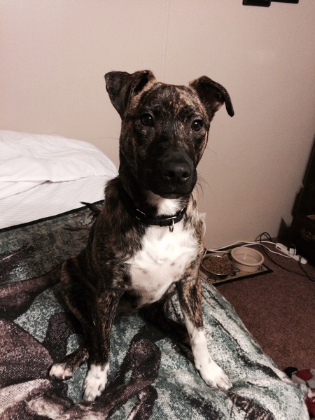 Stryker