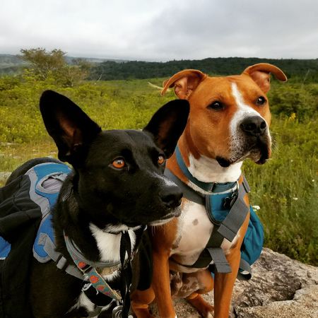 Janice and Zorro