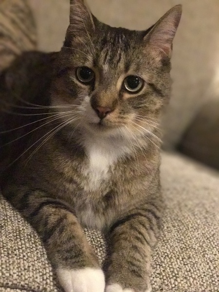 Teddy