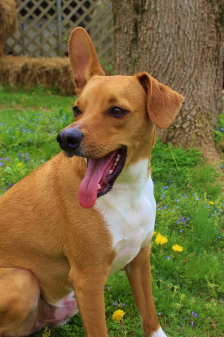 Dexter (Poppy)